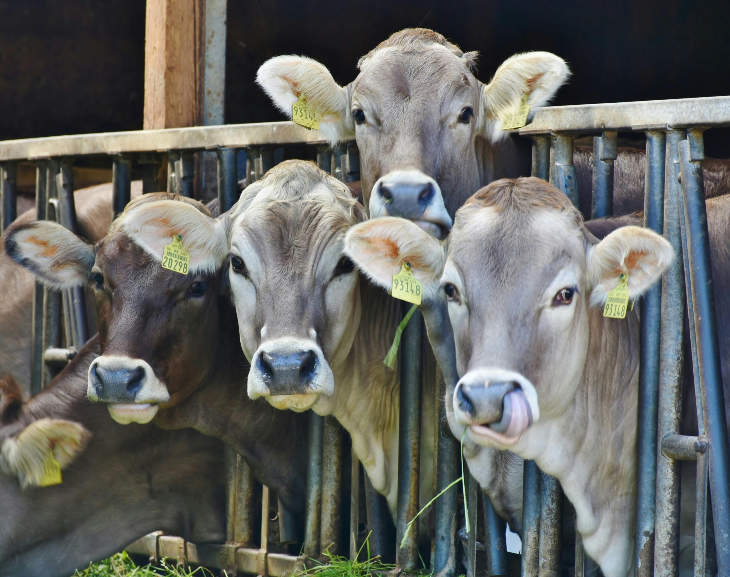 Animal Production