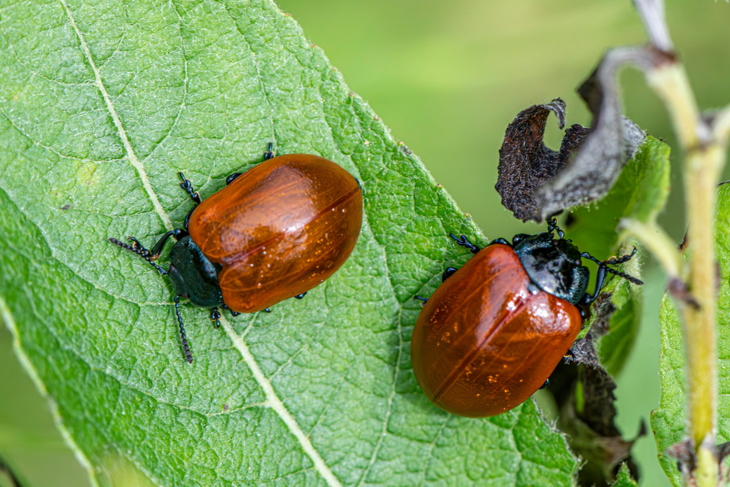 Pest Control